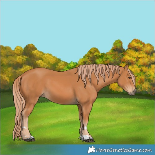 Horse Color:Chestnut 
