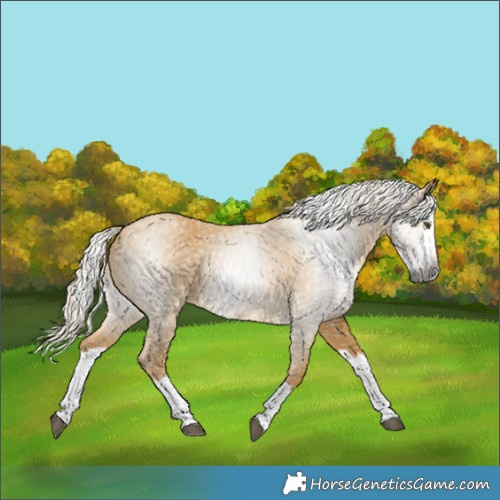 Horse Color:Gray Palomino Dun Splash 