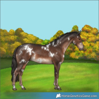 Horse Color:White Spotted Liver Chestnut 