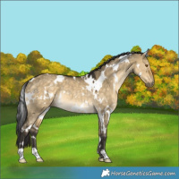 Horse Color:White Spotted Buckskin Dun Rabicano