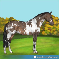 Horse Color:White Spotted Bay Dun Brindle 