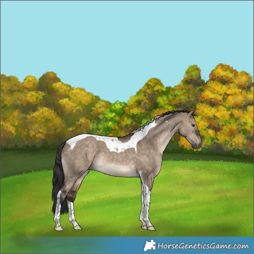 Horse Color:Brown Dun Tobiano 