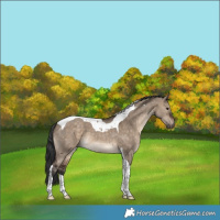 Horse Color:Brown Dun Tobiano