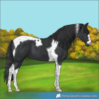 Horse Color:Black Tobiano 