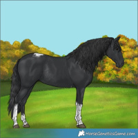 Horse Color:Black Tobiano Rabicano