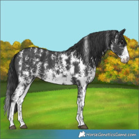 Horse Color:Black Sabino 