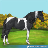 Horse Color:Black Tobiano 