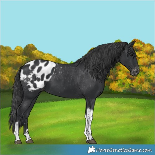Horse Color:Black Tobiano Appaloosa 