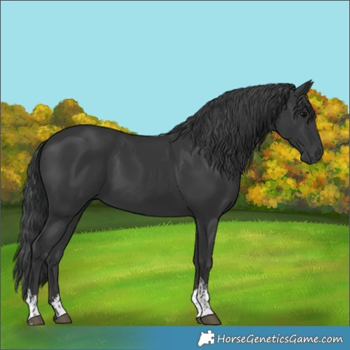 Horse Color:Black Sabino 