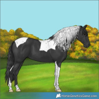 Horse Color:Black Tobiano 