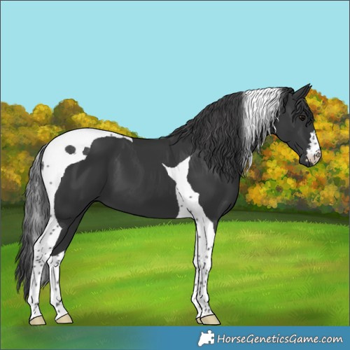 Horse Color:Black Tobiano 