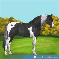 Horse Color:Black Tobiano 