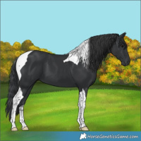 Horse Color:Black Tobiano 