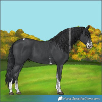 Horse Color:Black Sabino Tobiano 