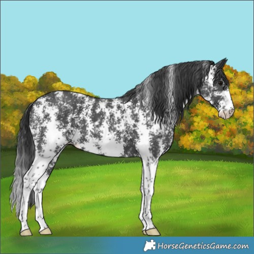 Horse Color:Black Sabino 
