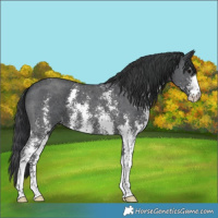 Horse Color:Black Sabino