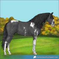 Horse Color:Black Sabino Tobiano