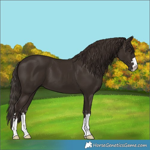Horse Color:Liver Chestnut 