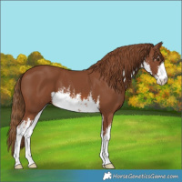 Horse Color:White Spotted Chestnut