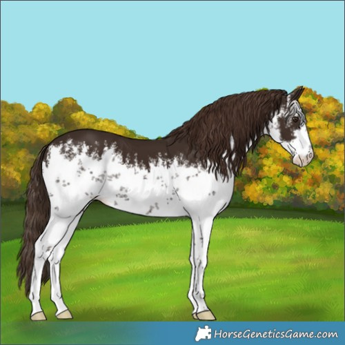 Horse Color:White Spotted Liver Chestnut