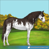 Horse Color:White Spotted Liver Chestnut 