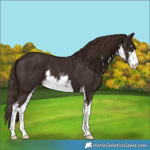 Horse Color:White Spotted Liver Chestnut 