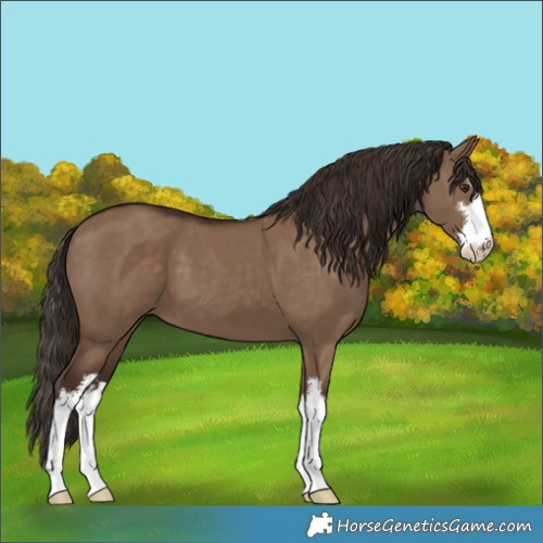 Horse Color:White Spotted Liver Red Dun 