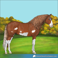 Horse Color:Chestnut Splash Frame