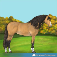 Horse Color:Buckskin 
