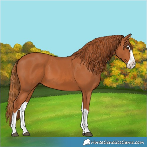 Horse Color:Chestnut Splash 