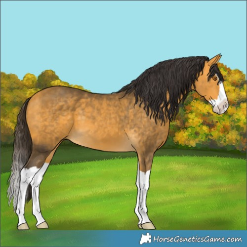 Horse Color:Buckskin Splash 