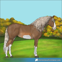Horse Color:Chocolate Palomino Splash Frame 