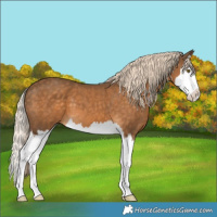 Horse Color:Chocolate Palomino Splash 