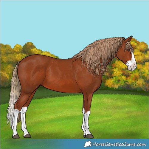 Horse Color:Chestnut Splash