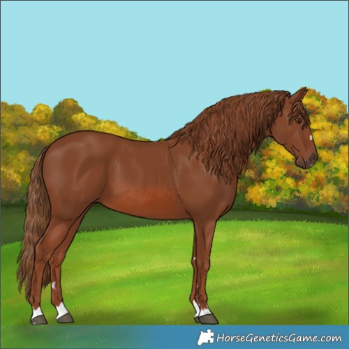 Horse Color:Chestnut 
