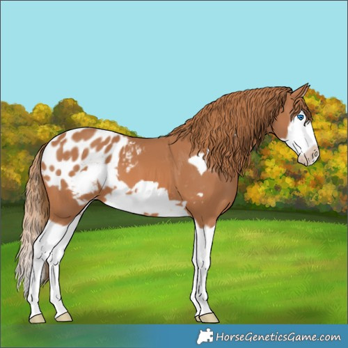 Horse Color:Chestnut Splash Frame Appaloosa 