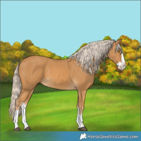 Horse Color:Palomino Splash 