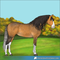 Horse Color:Buckskin Splash