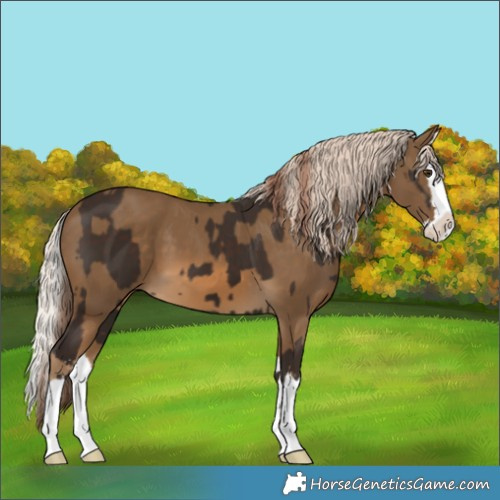 Horse Color:Liver Chestnut  and Chocolate Palomino Splash 