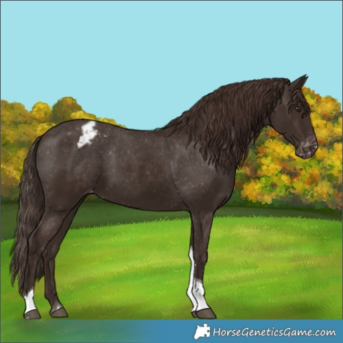Horse Color:Liver Chestnut Tobiano Appaloosa 