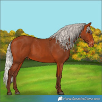 Horse Color:Silver Bay Varnish