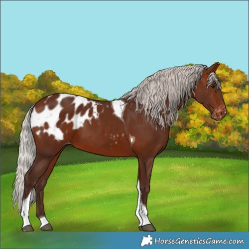 Horse Color:Silver Bay Tobiano Appaloosa 