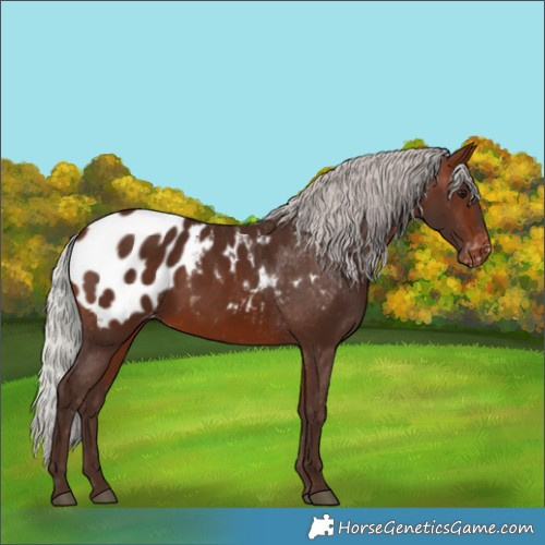 Horse Color:Silver Brown Appaloosa 