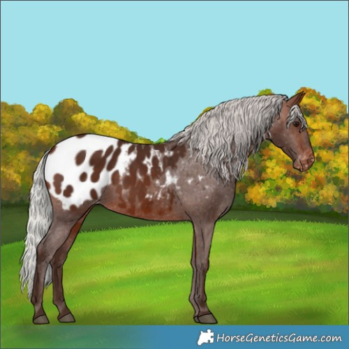 Horse Color:Silver Brown Blanket