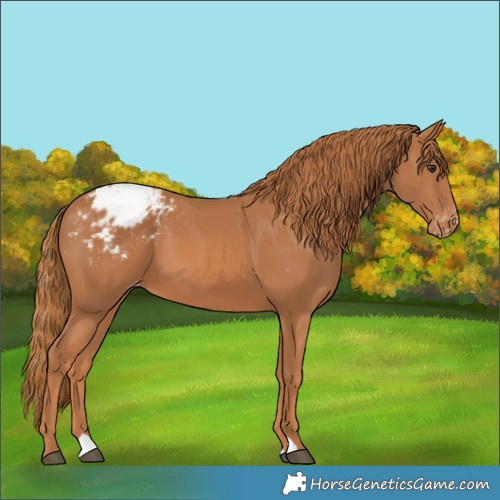 Horse Color:Chestnut Appaloosa 