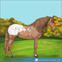 Horse Color:Chestnut Blanket 