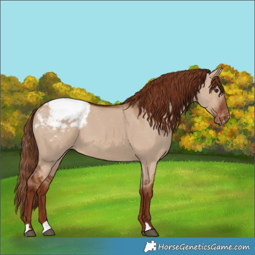 Horse Color:Red Dun Appaloosa 