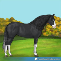 Horse Color:White Spotted Black Splash 