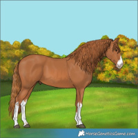 Horse Color:White Spotted Chestnut 