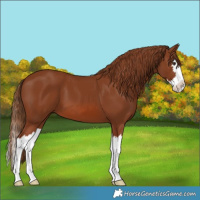 Horse Color:White Spotted Chestnut Splash